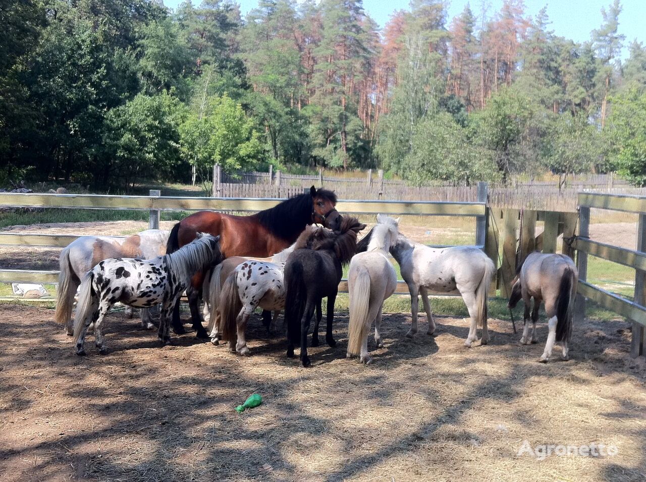اسب های اصیل Pony Farm Raid Kyiv