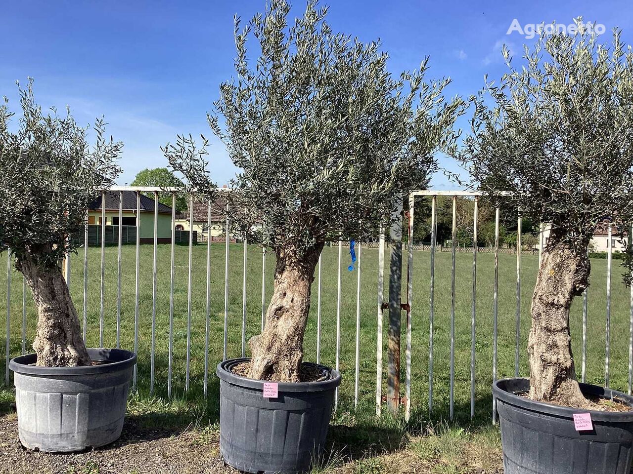 نهال درخت میوه Olivenbaum (Winterhart)