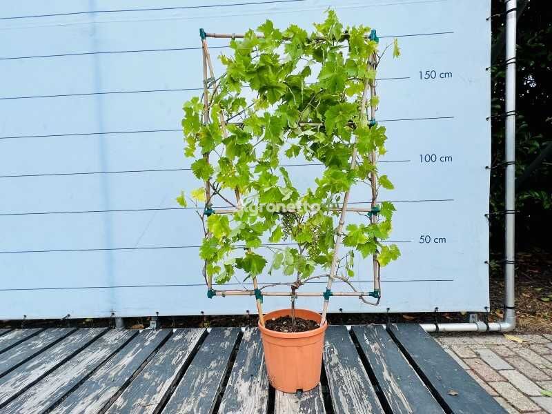 نهال درختچه های زینتی druiven rekvorm 150/170cm