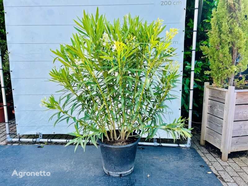 نهال درختچه های زینتی oleander wit 160cm incl pot